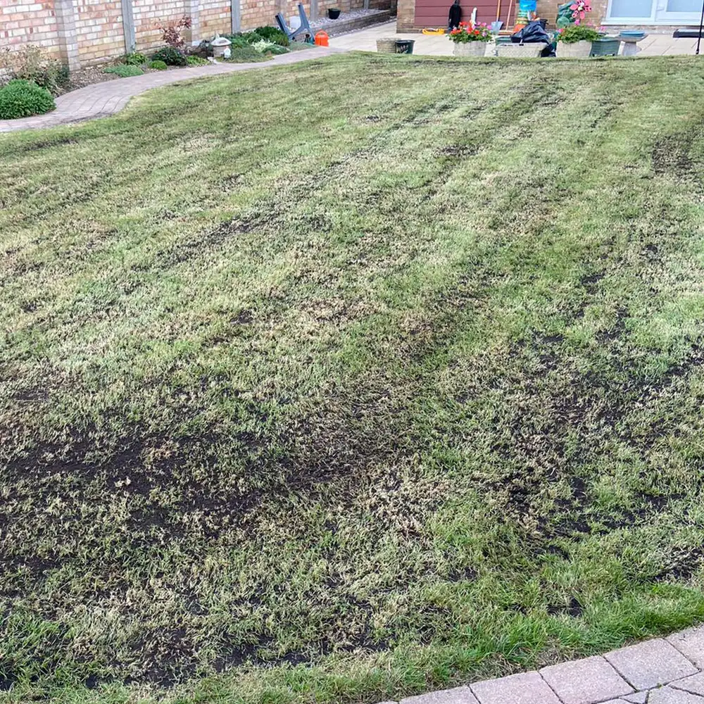 before lawn treatments Hertfordshire