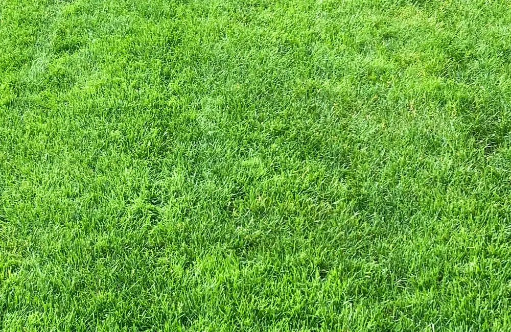 Aerated Lawn