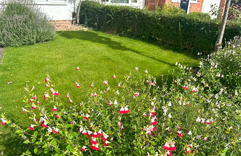 Lawn Care Services Buckinghamshire