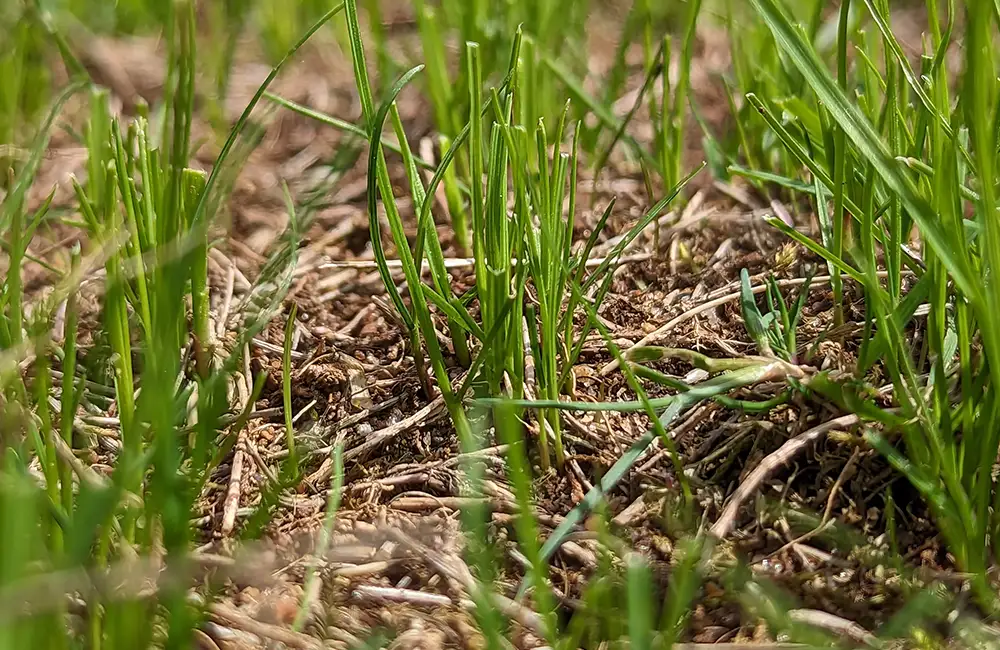 Lawn Seeding Milton Keynes