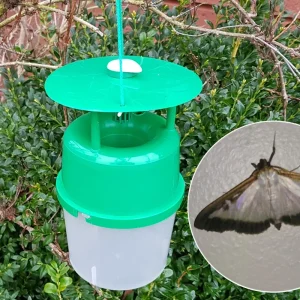 Box Tree Moth Trap inc Buxus Lure